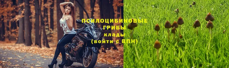 гидра ССЫЛКА  продажа наркотиков  Агрыз  Галлюциногенные грибы Psilocybe 